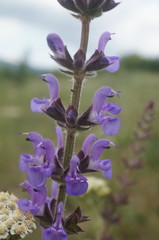 Salvia virgata