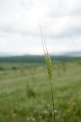 Triticum monococcum boeoticum