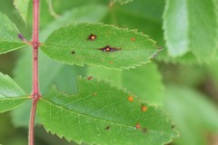 Phragmidium mucronatum