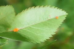 Phragmidium mucronatum