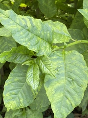 Pokeweed mosaic virus