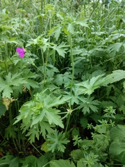 Geranium palustre