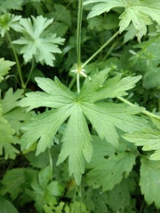 Geranium palustre