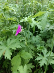 Geranium palustre