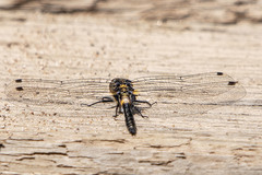 Leucorrhinia proxima