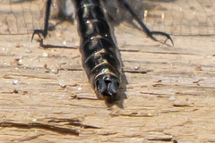 Leucorrhinia proxima