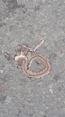 Coniophanes dromiciformis