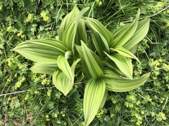 Veratrum album