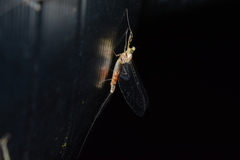 Stenacron interpunctatum interpunctatum