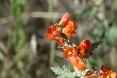 Sphaeralcea munroana