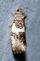 Pseudosciaphila duplex