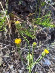 Erigeron reductus angustatus
