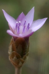 Xeranthemum cylindraceum