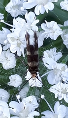 Micropterix aureatella