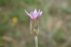 Xeranthemum cylindraceum