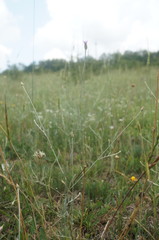 Xeranthemum cylindraceum