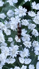 Micropterix aureatella