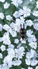 Micropterix aureatella