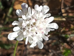 Scabiosa columbaria columbaria
