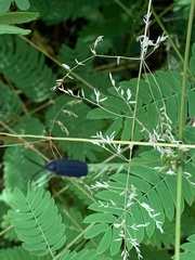 Lucidota atra