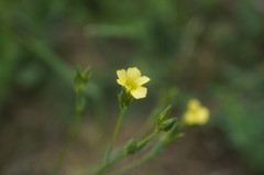 Linum corymbulosum
