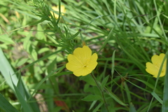Oenothera pilosella