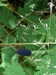 Lucidota atra