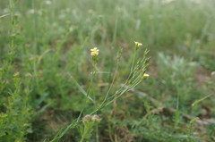 Linum corymbulosum