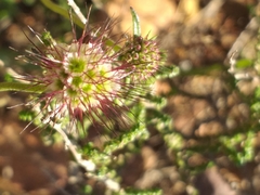 Scabiosa columbaria columbaria