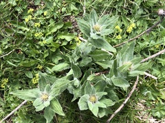 Centaurea nervosa