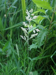 Holcus lanatus