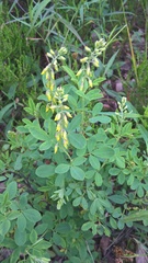 Cytisus nigricans