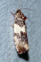 Pseudosciaphila duplex