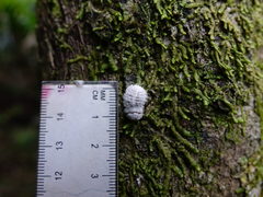 Coelostomidia wairoensis