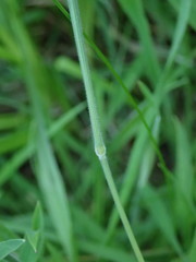 Holcus lanatus