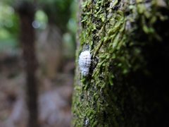 Coelostomidia wairoensis