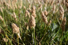 Carex douglasii
