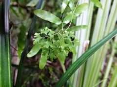 Lygodium articulatum