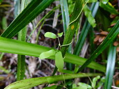Lygodium articulatum