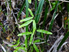 Lygodium articulatum