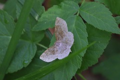 Metarranthis indeclinata