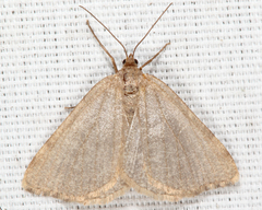 Macaria argillacearia