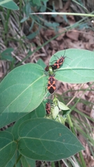 Tropidothorax leucopterus