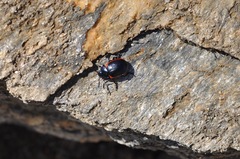 Chrysolina latecincta