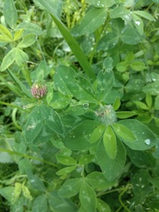 Trifolium pratense