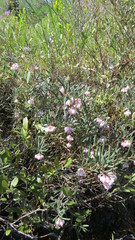 Andromeda polifolia glaucophylla