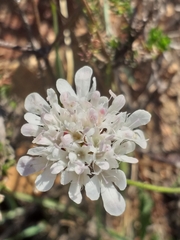 Scabiosa columbaria columbaria