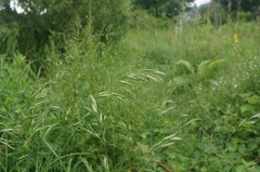 Bromus secalinus