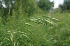Bromus secalinus