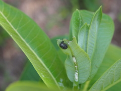 Rhyssomatus aequalis